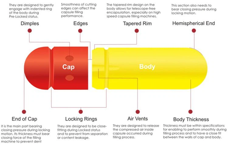 vegetable and gelatine capsule structure_